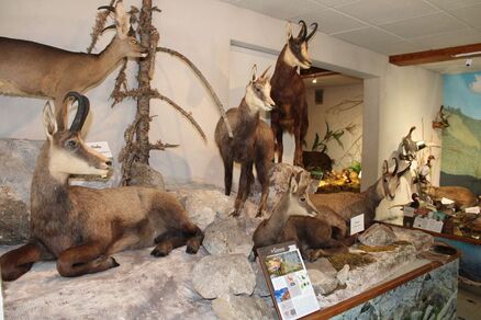 Musée de la Faune